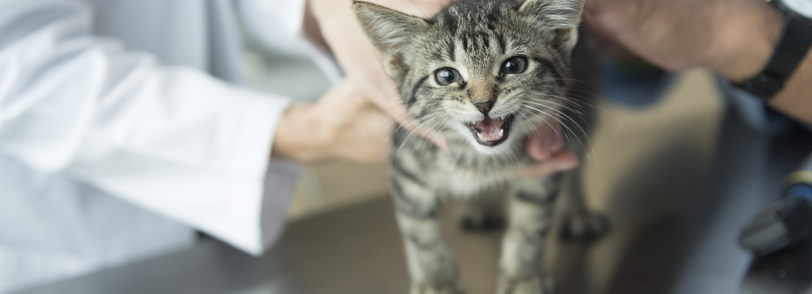 Grant_20171027_ICVA_4615.jpg Image