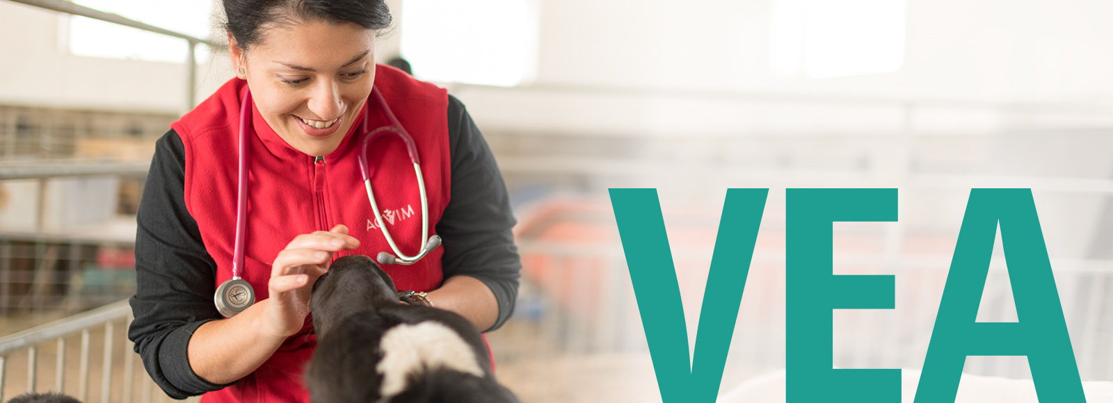 VEA_blog_header2.jpg Image